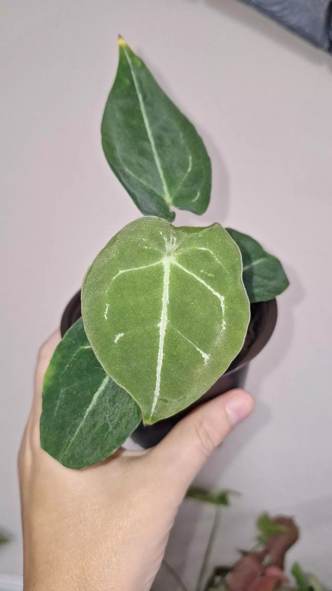 plant/Anthurium Forgetii x Vitarifolium-0