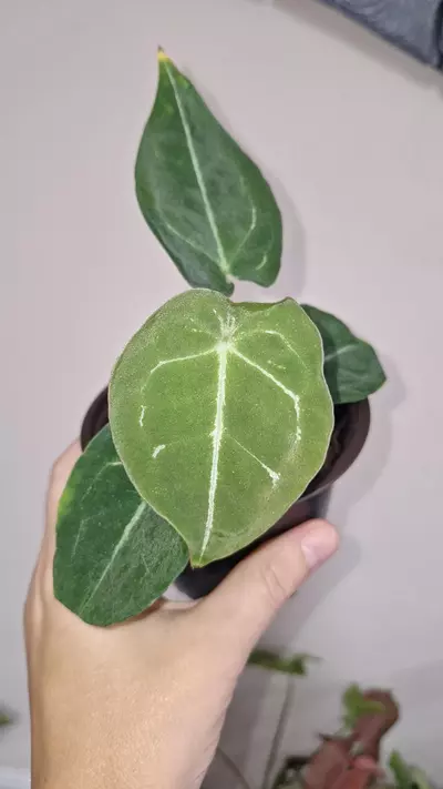 plant/Anthurium Forgetii x Vitarifolium-0-thumbnail