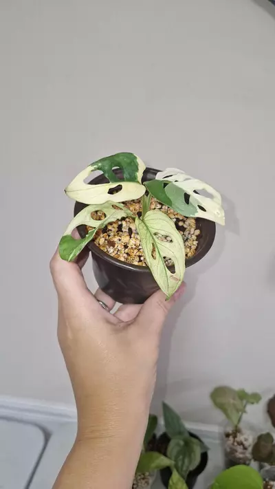 plant/Monstera Adansonii Albo-0-thumbnail