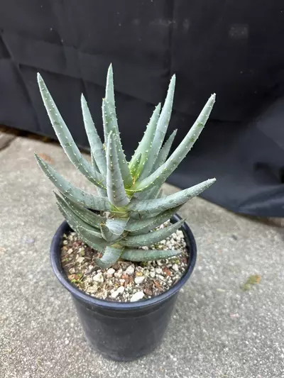 plant/Aloe Dichotoma-2-thumbnail