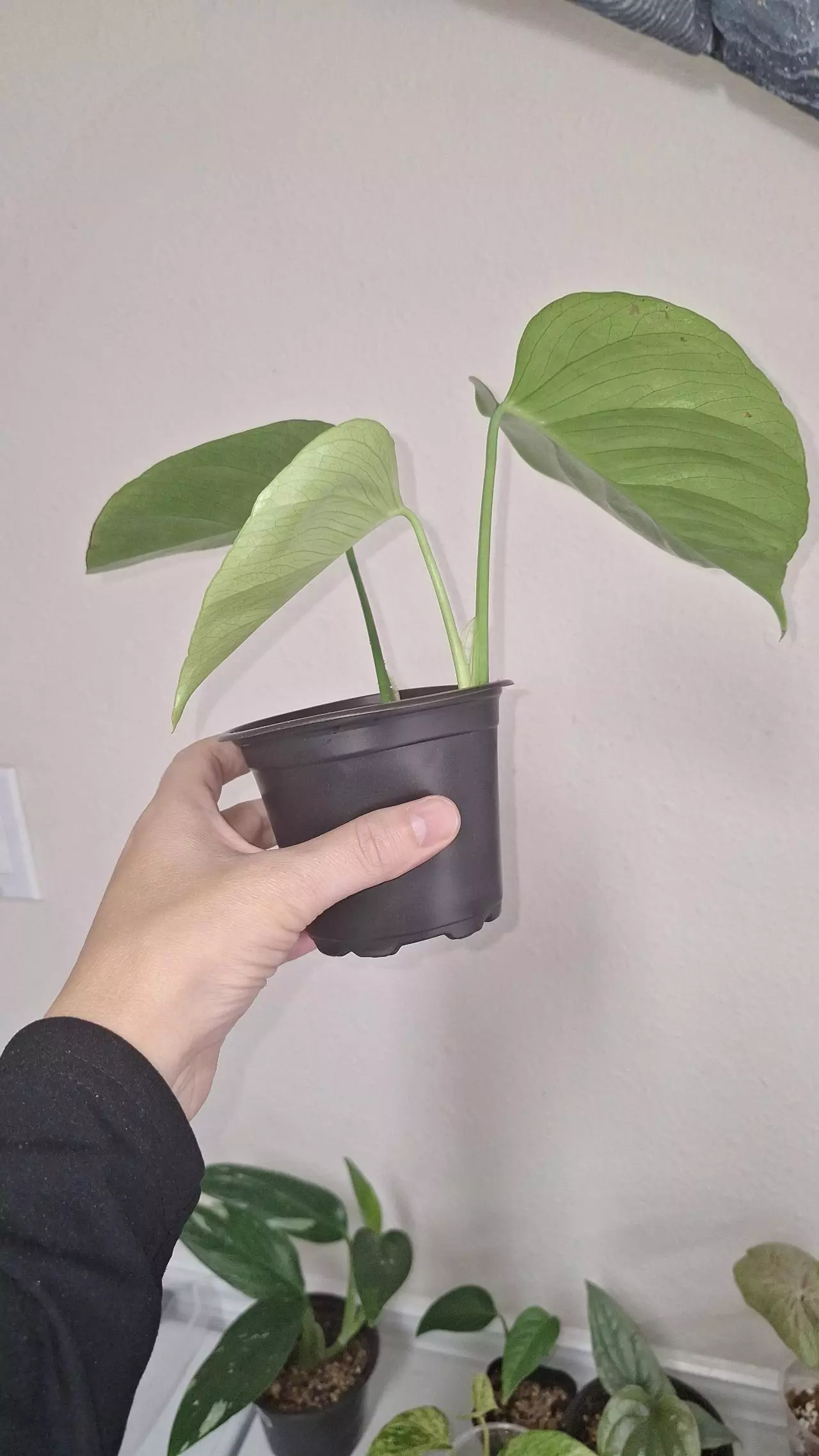 plant/Monstera Sierrana-2