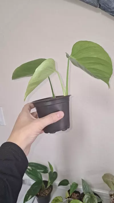 plant/Monstera Sierrana-2-thumbnail