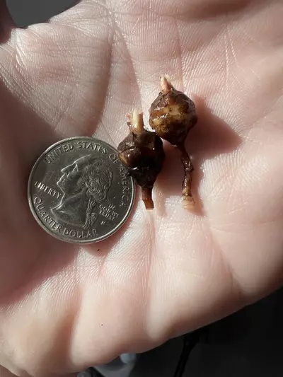 plant/Alocasia Azlanii Pink/Albo Corm-5-thumbnail