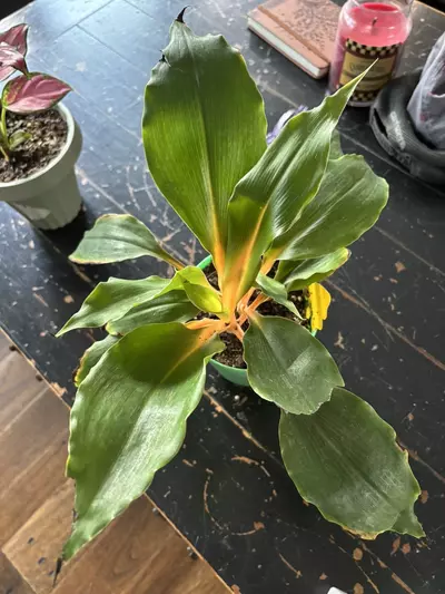 plant/Orange marmalade-1-thumbnail