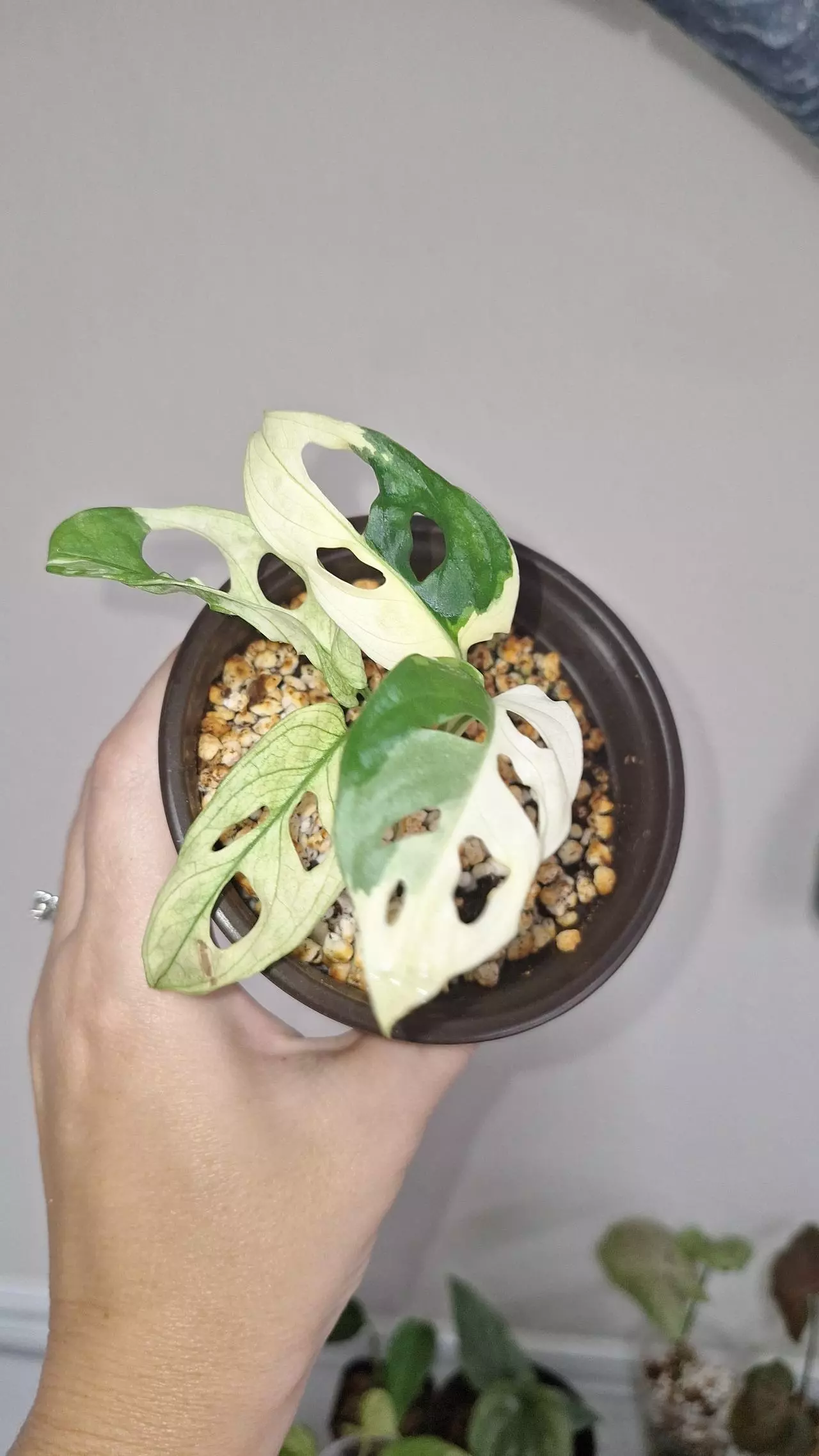 plant/Monstera Adansonii Albo-2