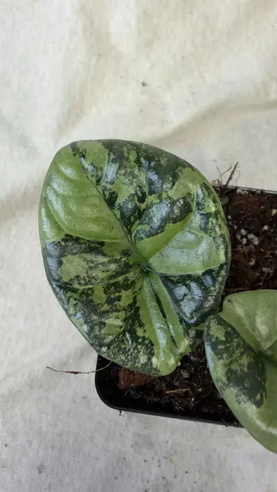plant/Alocasia Sinuata Variegated - Exact Plant-1-thumbnail
