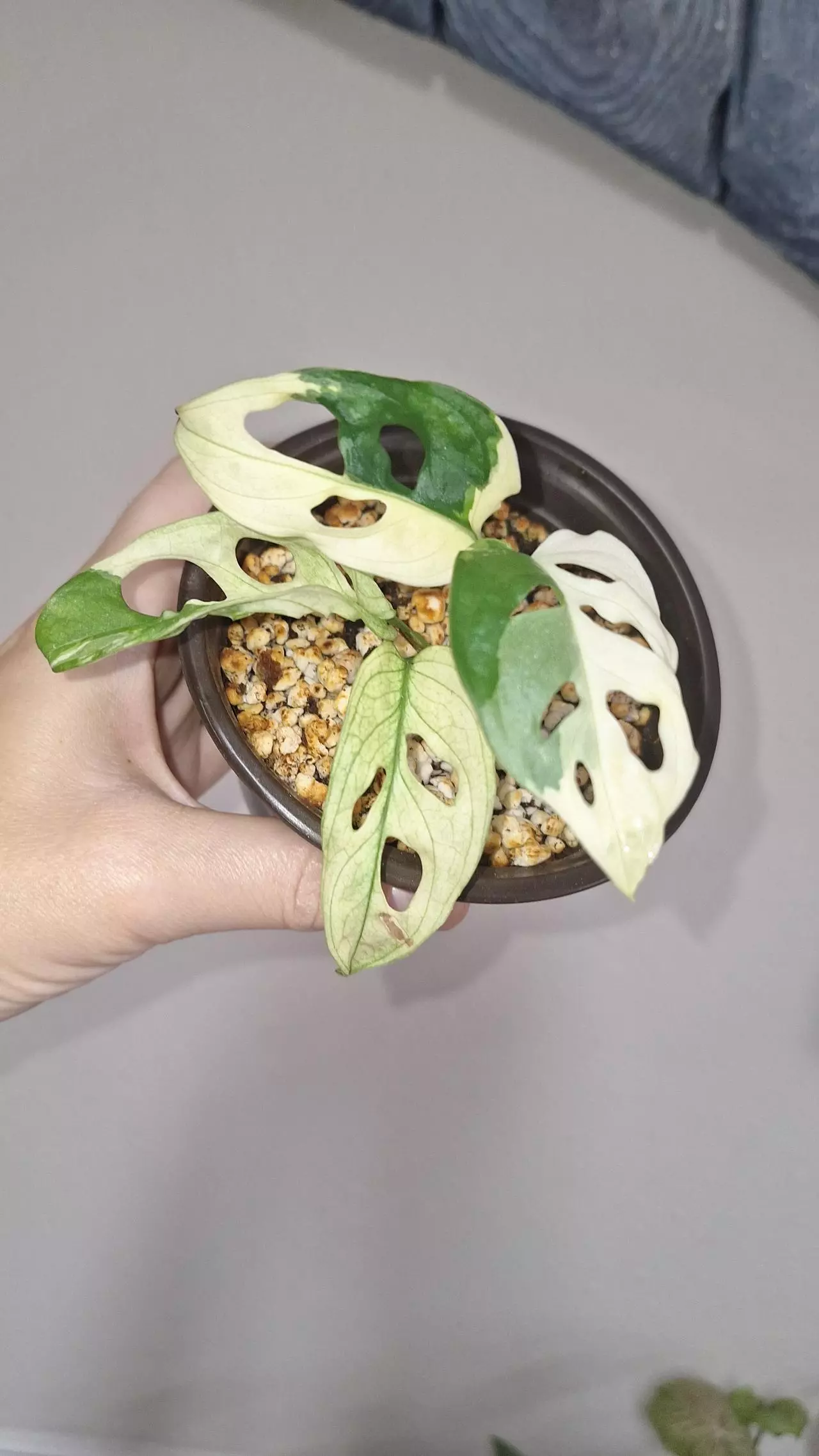 plant/Monstera Adansonii Albo-1