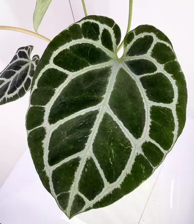 plant/Anthurium Jungle Giant x “Purple Yurple” from Wildroots Ambient Acclimated-3-thumbnail