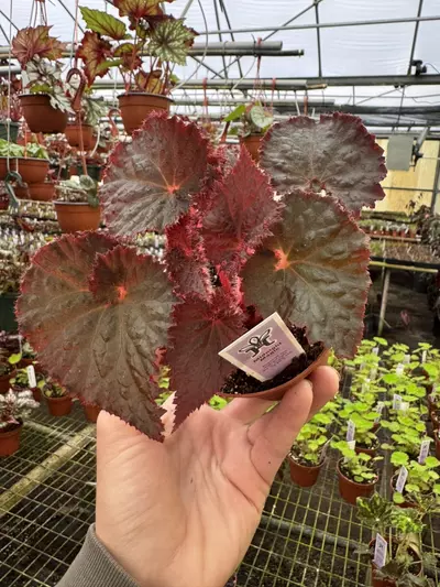 plant/Begonia midnight magic 4” pot growers choice-0-thumbnail