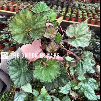 plant/Begonia nite satin 4” pot growers choice-0-thumbnail