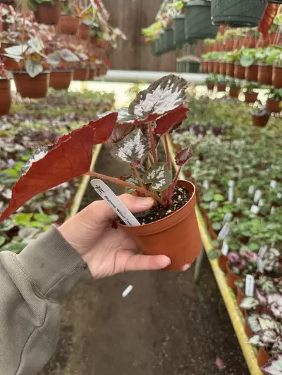 plant/Harmony‘s winter twilight 4 inch pot growers’s choice-4-thumbnail