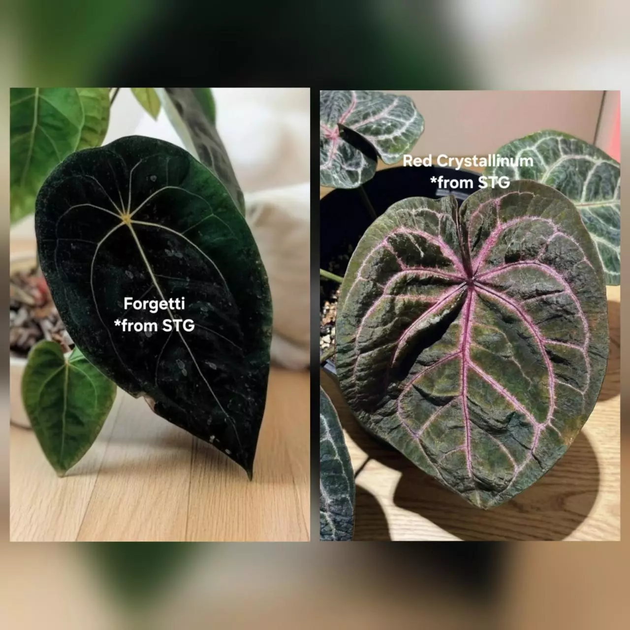 plant/Forgetii x Red Crystallinum-7