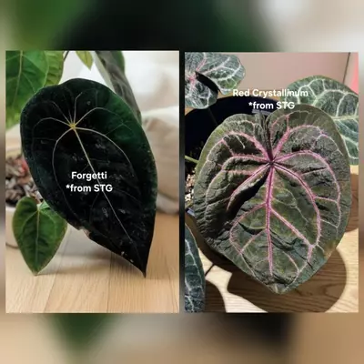 plant/Forgetii x Red Crystallinum-7-thumbnail