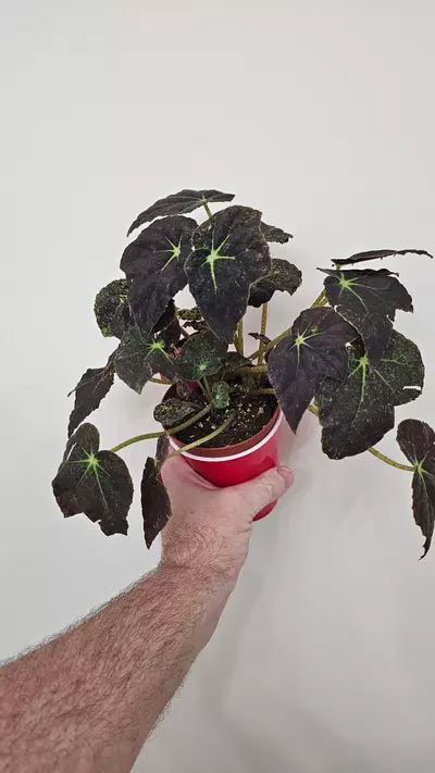 plant/Begonia Aces High-0-thumbnail
