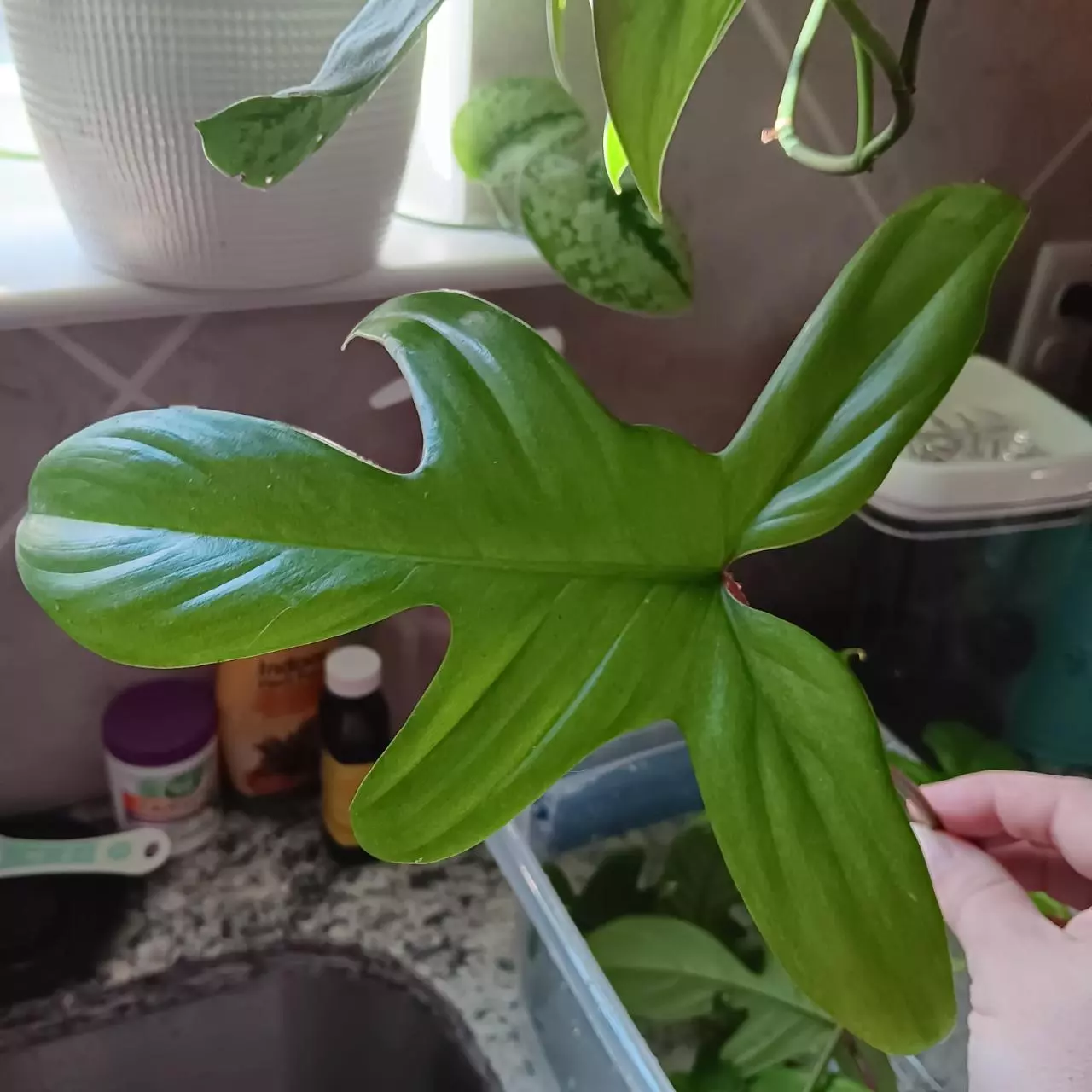 plant/Florida ghost-0