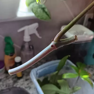 plant/Florida ghost-1-thumbnail