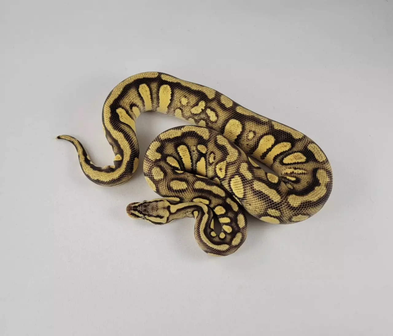 plant/23’ Female Pastel Enchi Stranger het Clown het Hypo 600 grams-0