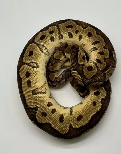 plant/23’ Male Clown het Pied het Hypo het Desert Ghost 600 grams-0-thumbnail