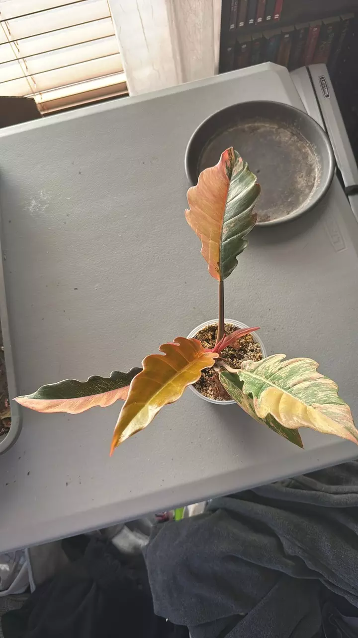 plant/CARMEL MARBLE PHILODENDRON-0