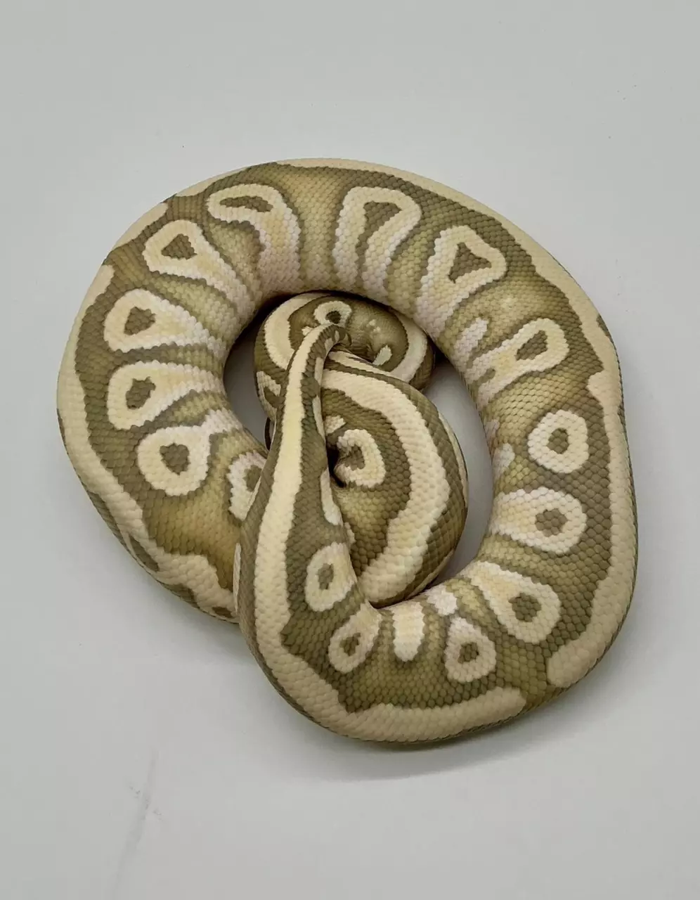 plant/23’ Male Pastel Mojave Hypo Desert Ghost het Clown 500 grams-0