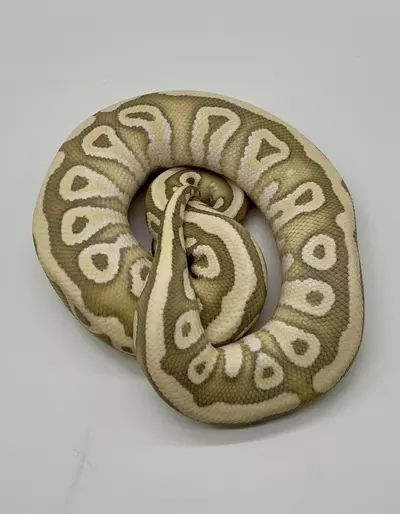 plant/23’ Male Pastel Mojave Hypo Desert Ghost het Clown 500 grams-0-thumbnail