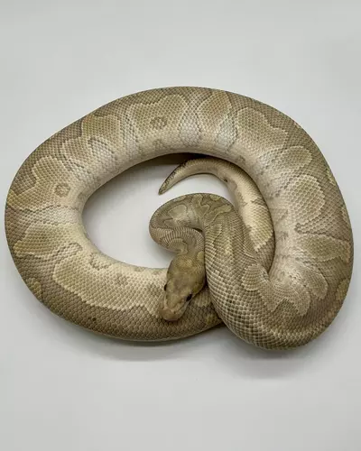 plant/20’ Male Hypo Mojave Clown het Desert Ghost 1500 grams-0-thumbnail