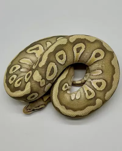 plant/23’ Female Pastel Mojave Hypo Desert Ghost het Clown 700 grams-0-thumbnail