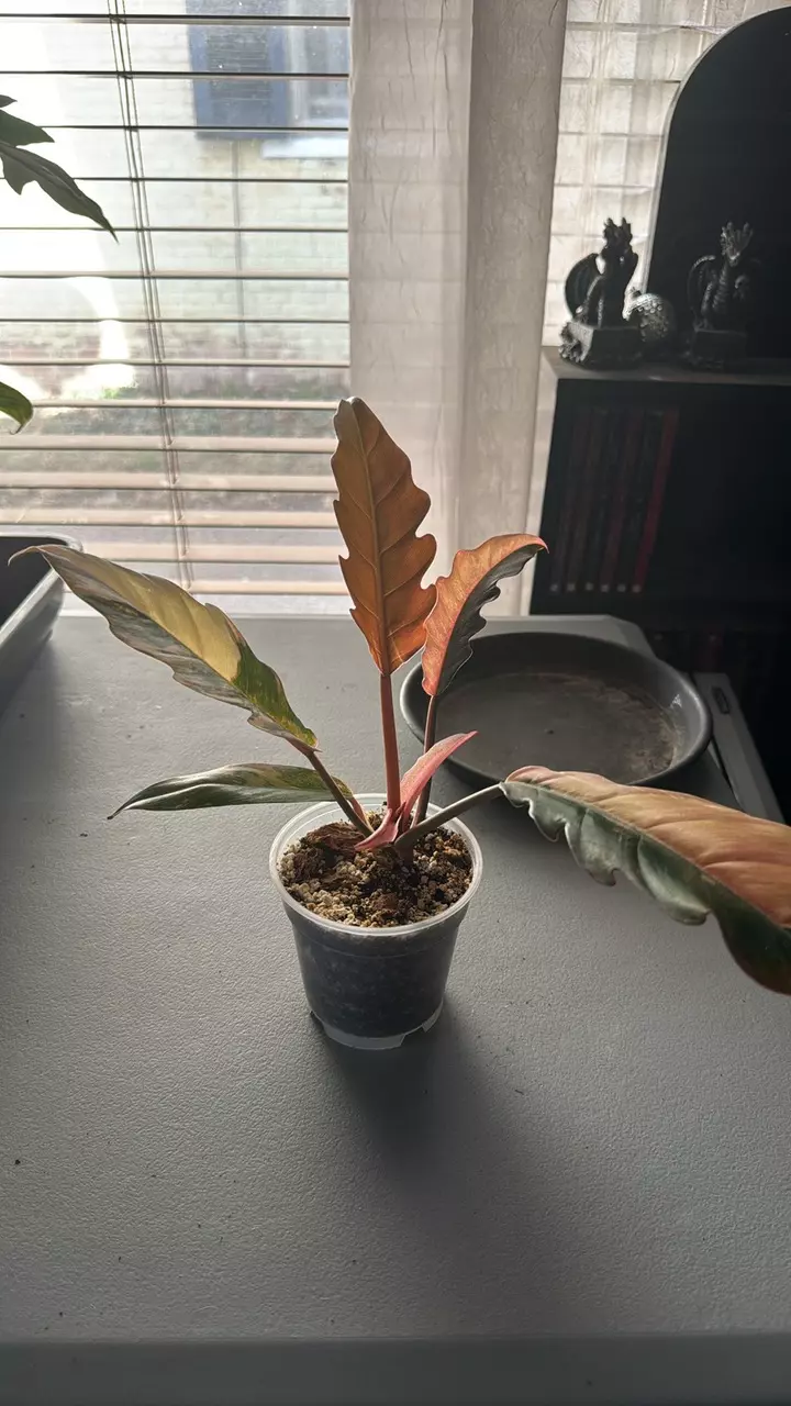 plant/CARMEL MARBLE PHILODENDRON-1