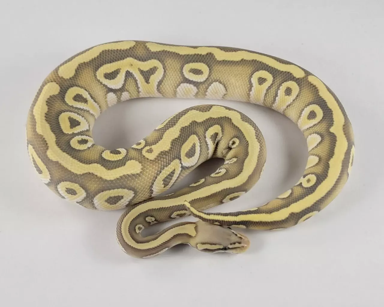 plant/23’ Female Pastel Mojave Hypo het Desert Ghost het Clown 700 grams-0