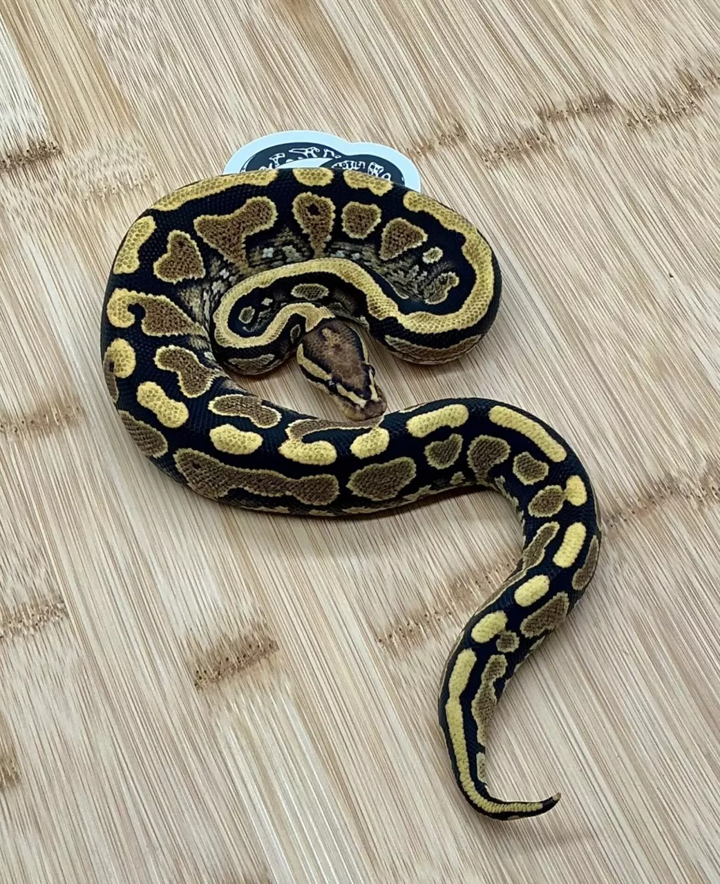 plant/24’ Male Yellowbelly Lace het Clown het Desert Ghost het Hypo 160 grams-0