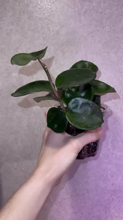 plant/Hoya Chelsea-2-thumbnail