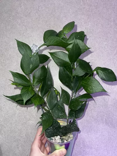 plant/Hoya Polyneura Fishtail-0-thumbnail