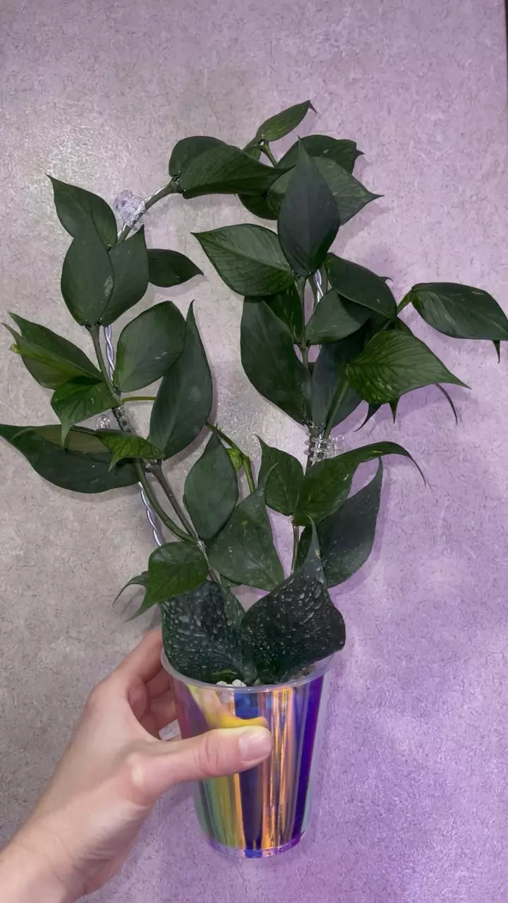 plant/Hoya Polyneura Fishtail-1