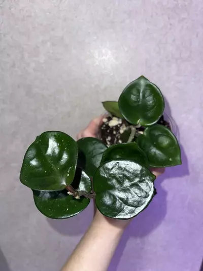 plant/Hoya Chelsea-1-thumbnail