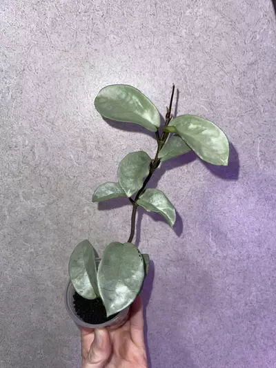 plant/Hoya Nova Ghost-1-thumbnail