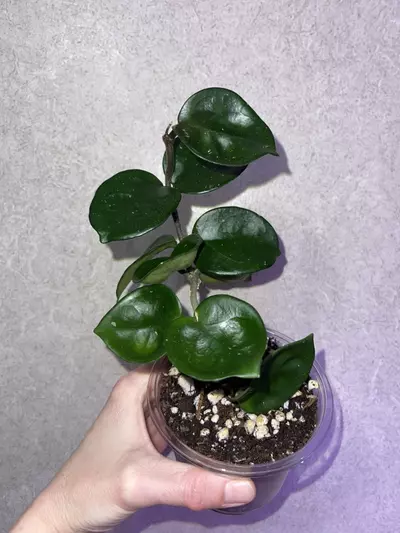 plant/Hoya Chelsea-0-thumbnail