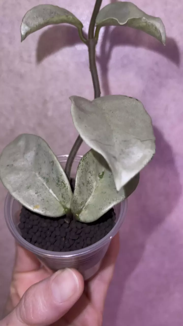 plant/Hoya Nova Ghost-2