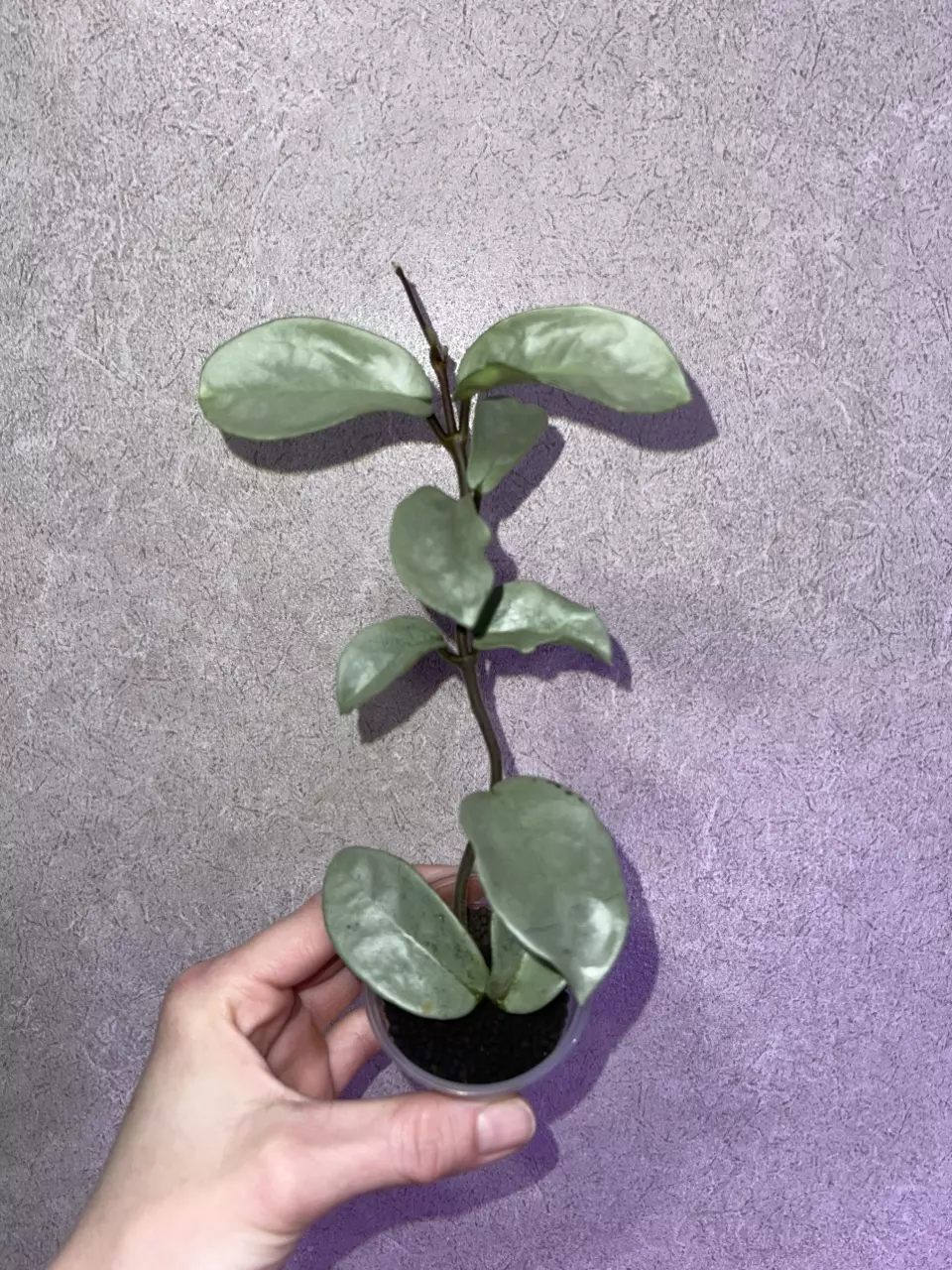 plant/Hoya Nova Ghost-0