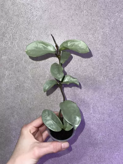 plant/Hoya Nova Ghost-0-thumbnail