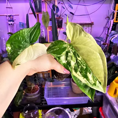 plant/Syngonium Albo Variegata - Rooted in Clear Cup-3-thumbnail