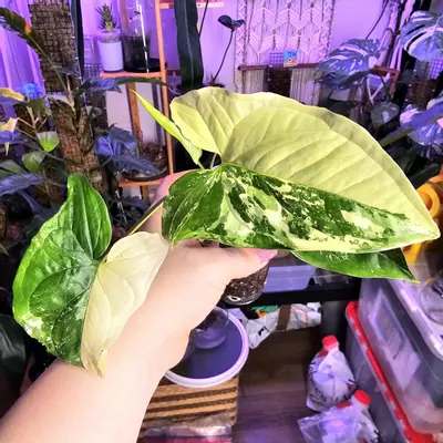 plant/Syngonium Albo Variegata - Rooted in Clear Cup-2-thumbnail