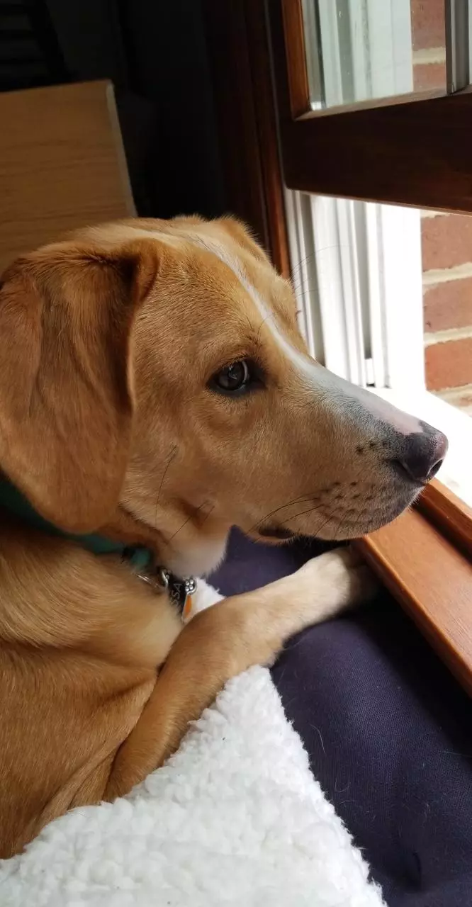 plant/Treats for Tessa!🐶-0