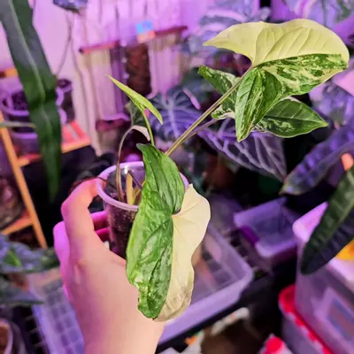 plant/Syngonium Albo Variegata - Rooted in Clear Cup-0-thumbnail