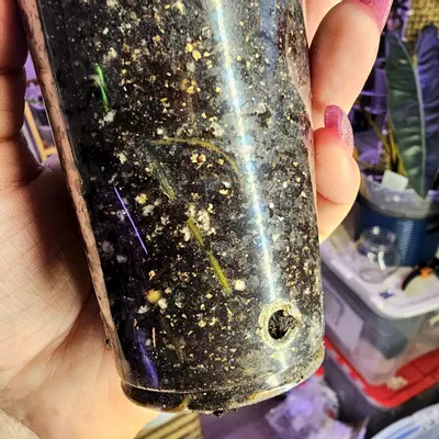 plant/Syngonium Albo Variegata - Rooted in Clear Cup-6-thumbnail