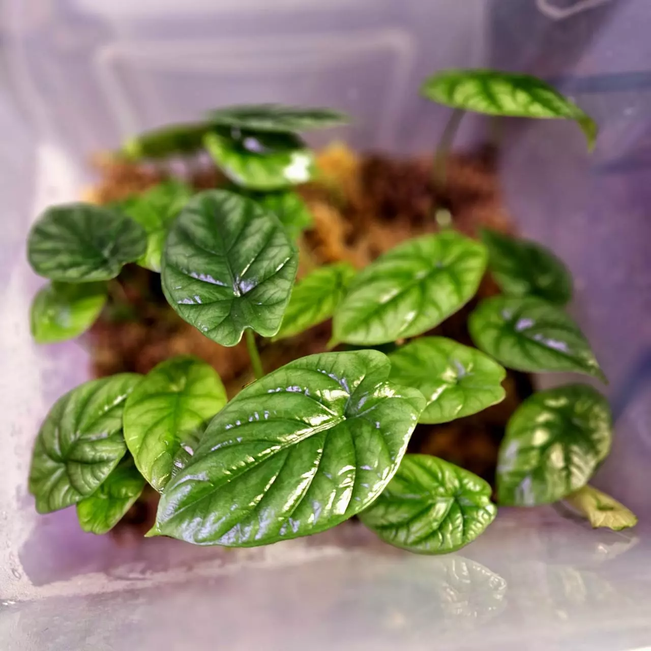 plant/Alocasia Quilted Dreams x2 Straight from the Prop Box - Growers Choice-2