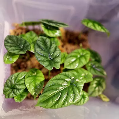 plant/Alocasia Quilted Dreams x2 Straight from the Prop Box - Growers Choice-1-thumbnail