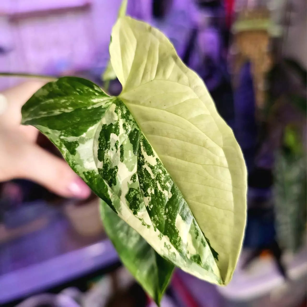 plant/Syngonium Albo Variegata - Rooted in Clear Cup-1