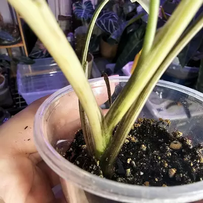 plant/Syngonium Albo Variegata - Rooted in Clear Cup-5-thumbnail