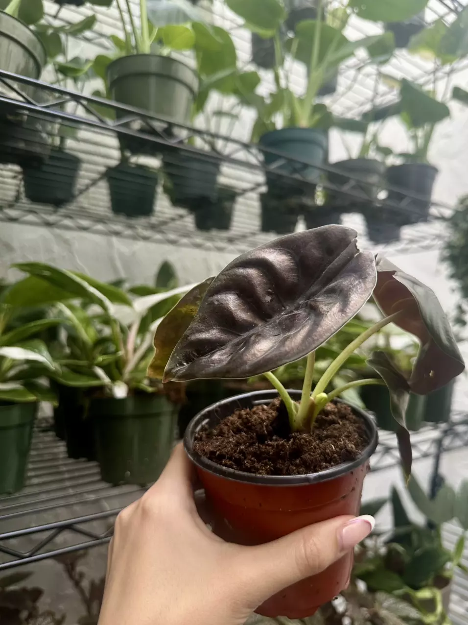 plant/Alocasia Cuprea Red Secret 4 Inch-2