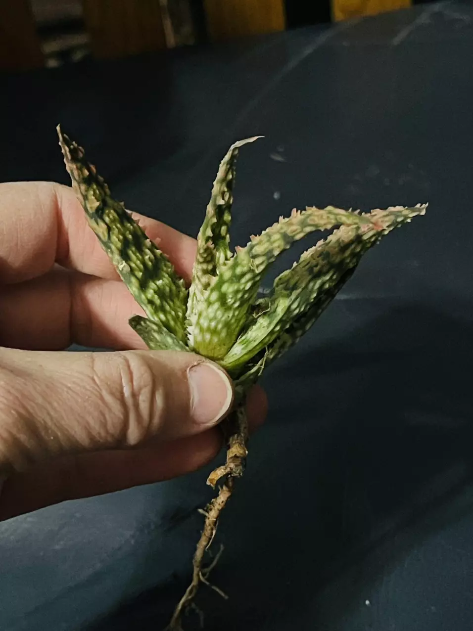 plant/2” Pot Aloe Firecracker-1